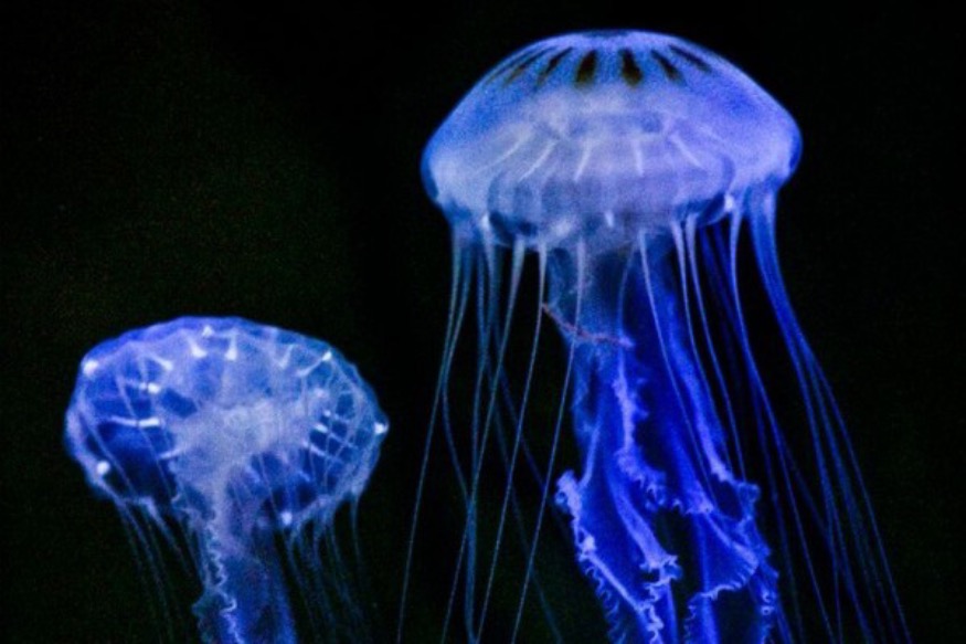 Warning of jellyfish on Colwyn Bay and Conwy beaches
