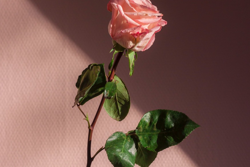 Valentine's Day warning to North Wales lonely hearts