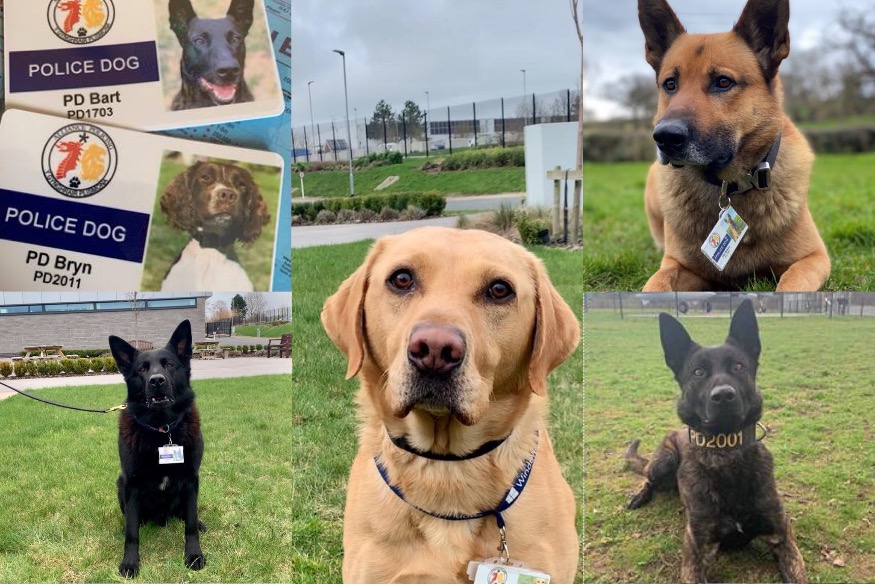 North Wales Police Dogs get warrant numbers for protection