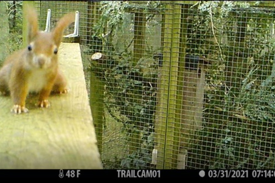 Forest welcomes further boost to red squirrel population