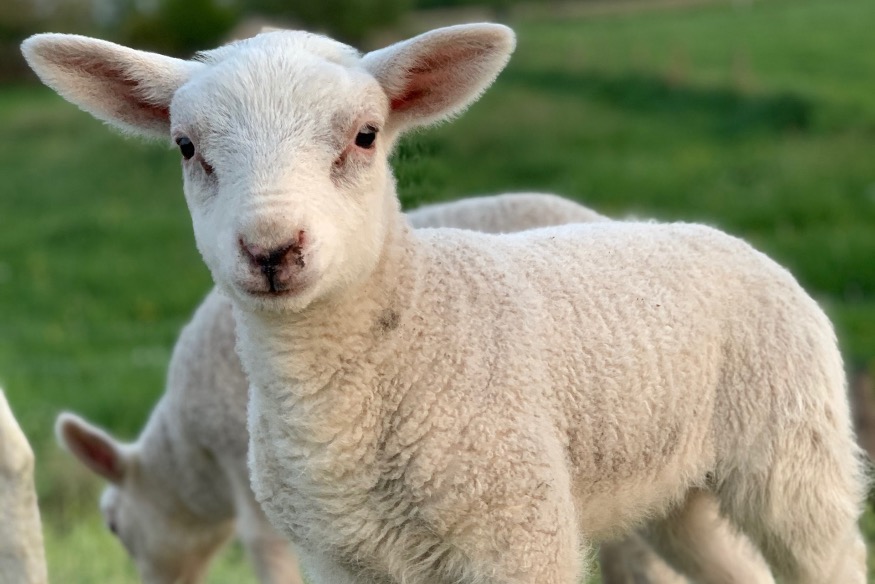 Owners reminded to keep their dogs under control