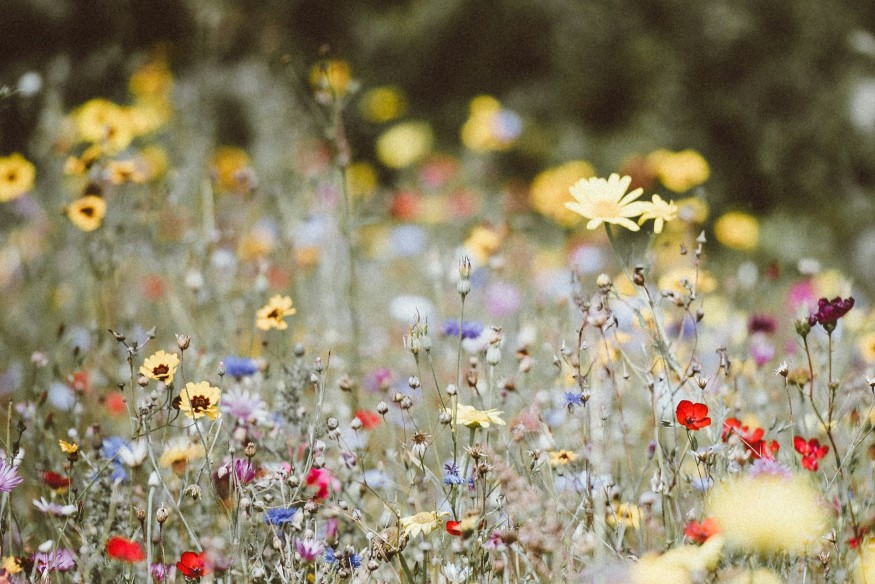 Grassy areas in Conwy left uncut to benefit biodiversity