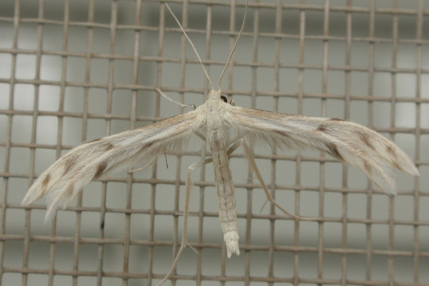 Rare species recorded by invertebrates-focused project