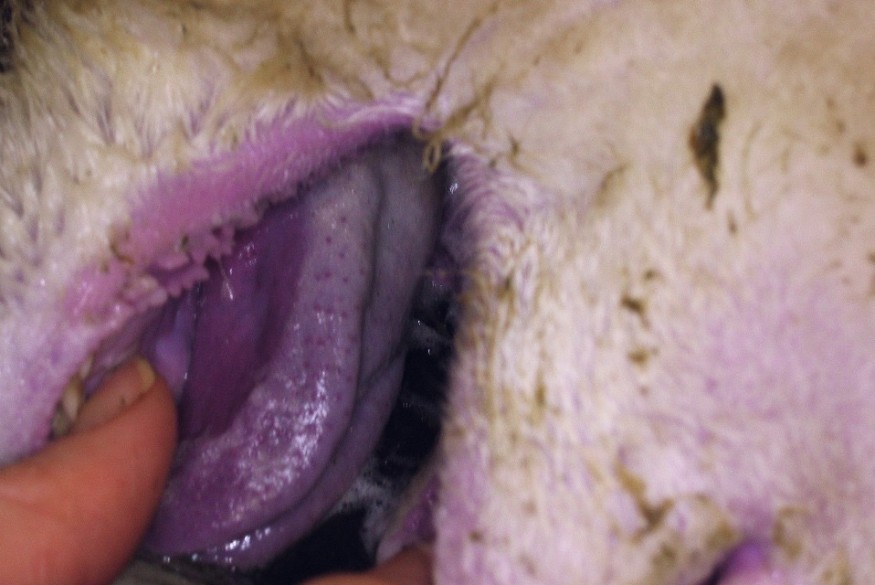 Bluetongue vaccines licence approved for voluntary use