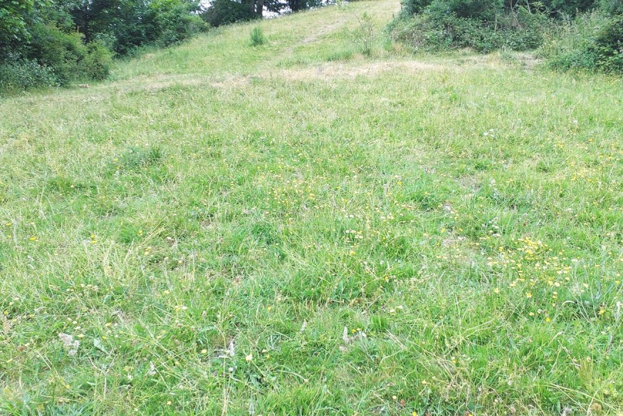 Efforts continue to protect lowland meadow habitat