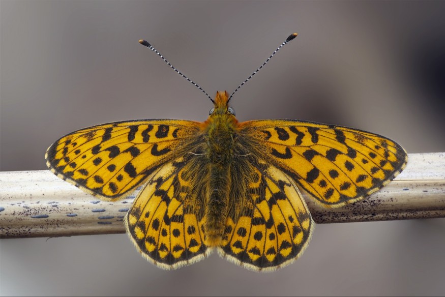 Conservation project supports rare butterfly in North Wales