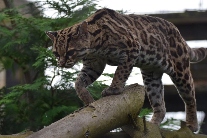 Welsh Mountain Zoo recovering from social media hack