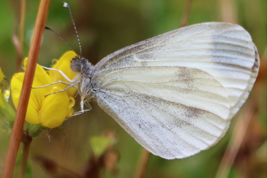 Conservation success as Wood White returns to Wales
